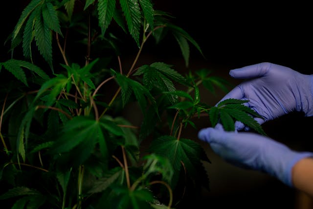 Cannabis Farms: Cultivating Quality for Medical Use