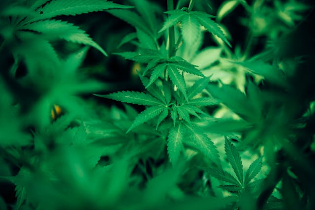 Cannabis Investment Opportunities: Key Sectors to Watch in 2025