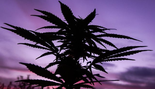 A Comprehensive Guide to Knowledge About Cannabis Exports